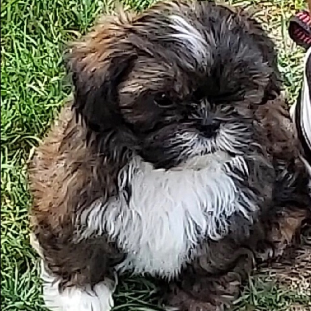 Meet your Posher, Tara